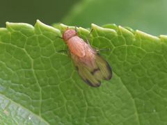 Minettia inusta