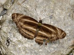 Neptis pseudovikasi