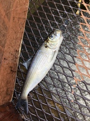 Alosa pseudoharengus