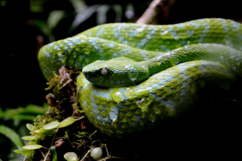 Bothriechis bicolor
