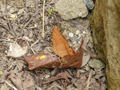 Charaxes aristogiton