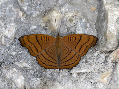 Pseudergolis wedah