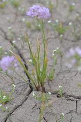 Allium nevii