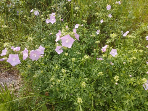 Hollyhock mallow (Malva excisa)
