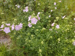 Malva excisa, photograph Dmitry Semigradsky, CC0, iNaturalist via GBIF