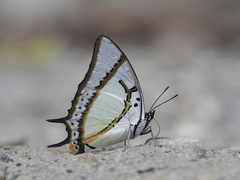 Polyura eudamippus