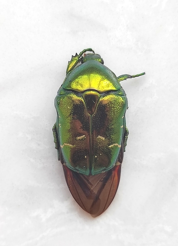 Protaetia mandschuriensis mandschuriensis