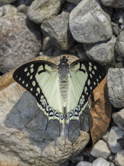 Polyura eudamippus