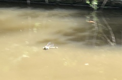 Anax imperator