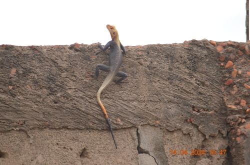 Peters's Rock Agama