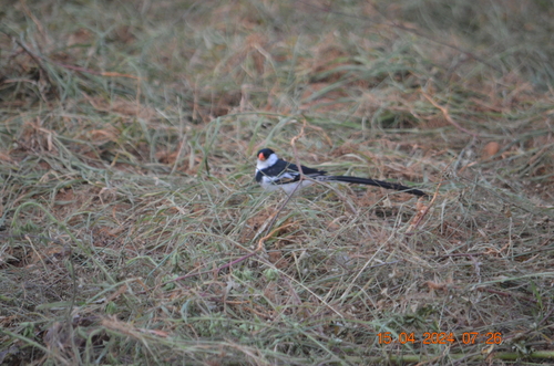 Pin-tailed Whydah