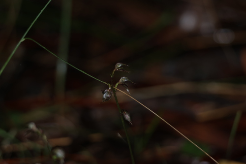 Image of Acianthus fornicatus by (c) Greg Tasney, some rights reserved (CC BY-SA)