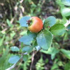Crataegus aestivalis