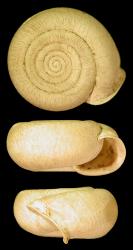 Cheese Snail, photo 5 of 8
