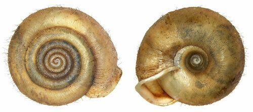 Cheese Snail, photo 6 of 8