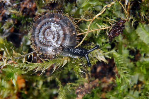 Cheese Snail, photo 7 of 8