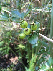 Crataegus aestivalis
