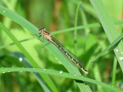 Enallagma cyathigerum