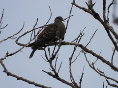 Streptopelia orientalis
