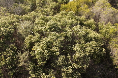 Phylica axillaris maritima