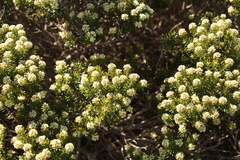 Phylica axillaris maritima