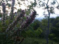 Amorpha ouachitensis