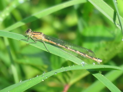 Enallagma cyathigerum