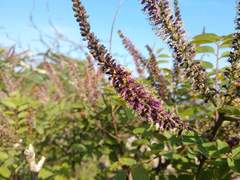 Amorpha ouachitensis