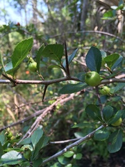 Crataegus aestivalis
