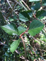 Crataegus aestivalis