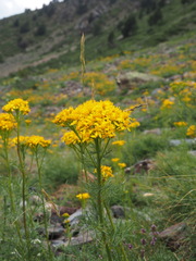 Jacobaea adonidifolia