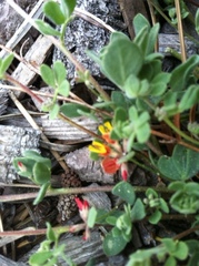 Acmispon decumbens