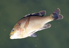 Lepomis punctatus