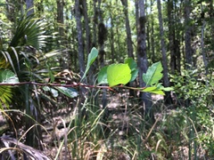 Crataegus aestivalis