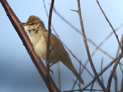 Acrocephalus orientalis