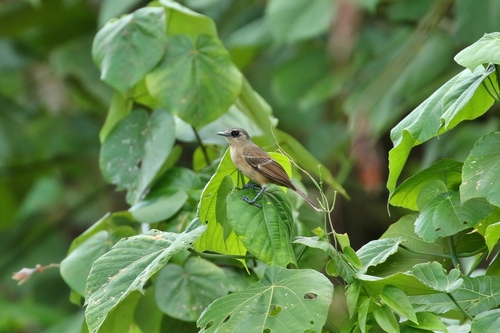 Monarcha godeffroyi observed 2019-04-03