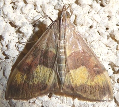 Pyrausta flavofascialis
