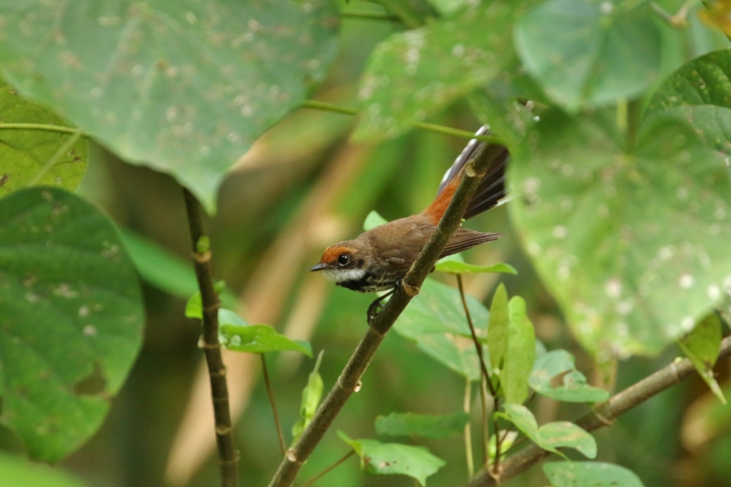 Rufous Fantail (Marianas)