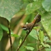 Rufous Fantail (Yap) - Photo (c) Thibaud Aronson, some rights reserved (CC BY-SA), uploaded by Thibaud Aronson