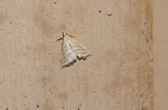Leptosteges parthenialis