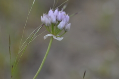 Allium nevii