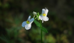 Nemesia fruticans