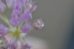 Allium nevii