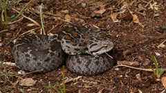 Mountain Viper photo 2
