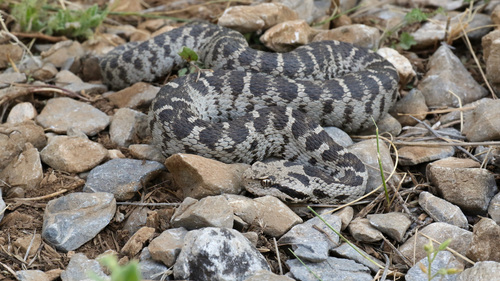 Mount Bulgar Viper
