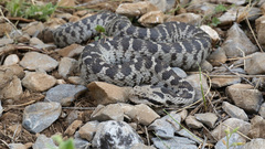 Mount Bulgar Viper photo 1