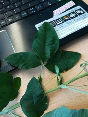 Laburnum anagyroides