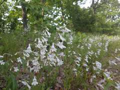 Penstemon arkansanus