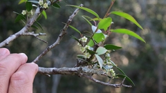 Maytenus acuminata