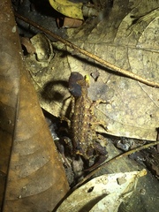 Tityus mattogrossensis